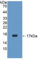 CASP3 / Caspase 3 Antibody (aa29-175)