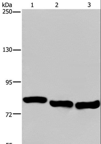 GAB2 Antibody