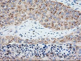 SSR1 Antibody (clone OTI4C7, Carrier-free)