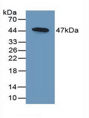 DKK3 Antibody (aa23-349, APC)