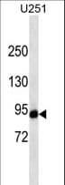 HIF1A / HIF1 Alpha Antibody