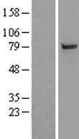 SAE2 / UBA2 Protein (Over-Expression Lysate Myc-DDK (Flag))