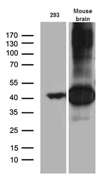 SEPT3 / Septin 3 Antibody (clone OTI3H6)