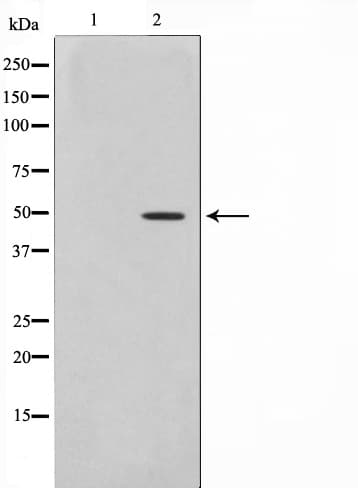 MOK / RAGE Antibody