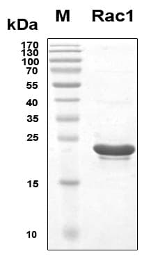 Human RAC1 Protein (Recombinant 6His, N-terminus)