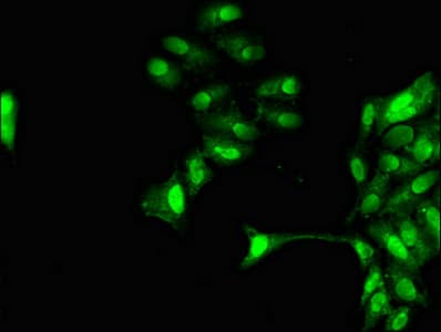 GRAP2 / GRID Antibody