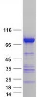 Human CD2AP Protein (Recombinant Myc-DDK (Flag))