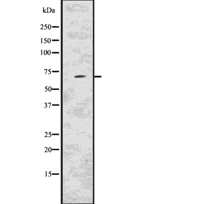 KCND2 / Kv4.2 Antibody