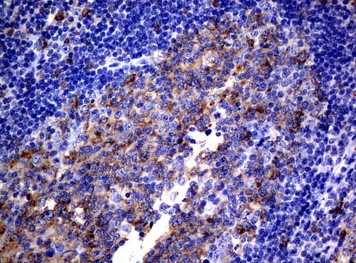 CD80 Antibody (clone UMAB65, Carrier-free)