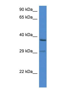 OGG1 Antibody (C-Terminus)
