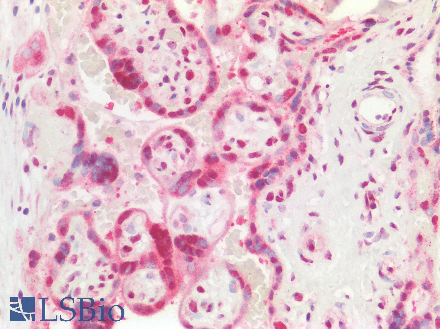 CCDC86 Antibody (aa101-150)