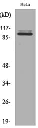 Polyclonal Rabbit anti-Human MCM6 Antibody (WB)