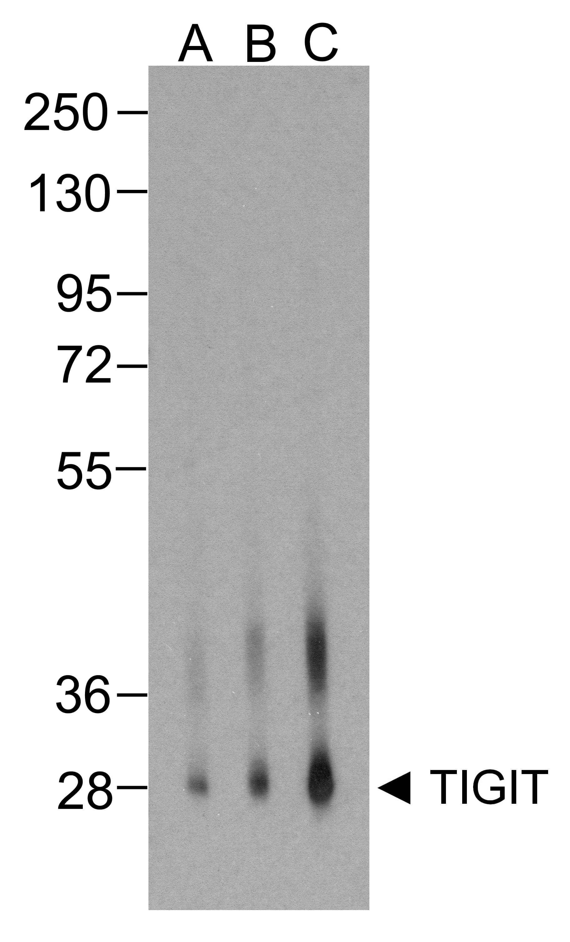 TIGIT Antibody (clone 4A10)
