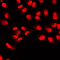 ID3 Antibody