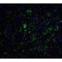 NSMF / NELF Antibody