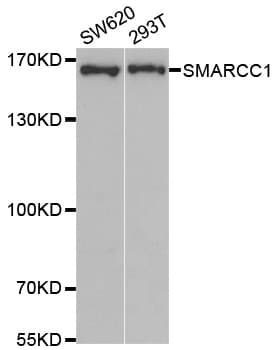 SMARCC1 / SWI3 Antibody