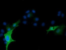 RND1 Antibody (clone OTI4F12)