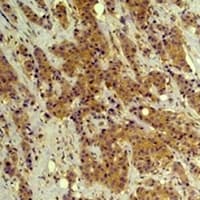 MAPK3 / ERK1 Antibody
