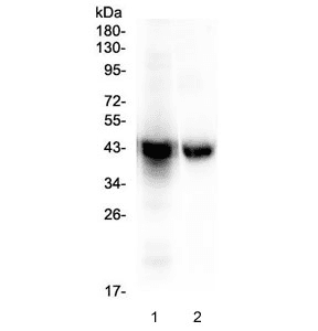 PON1 / ESA Antibody