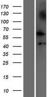 Human NUDCD1 Protein (Over-Expression Lysate Myc-DDK (Flag))