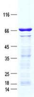 Human CCDC74A Protein (Recombinant GST, N-terminus + His, C-terminus)