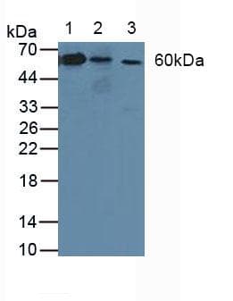 ATP1B3 Antibody (aa61-273)