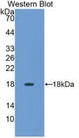 IFN Gamma / Interferon Gamma Antibody (aa20-164, APC)