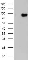 LRRC50 Antibody (clone OTI3A1)