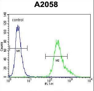 UBXD4 / UBXN2A Antibody (aa166-195)