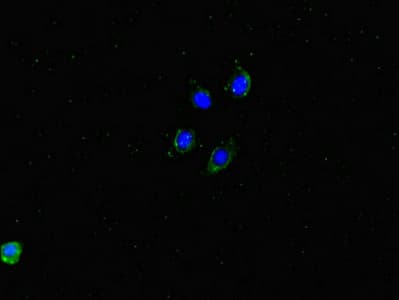 Polyclonal Rabbit anti-Human DMXL2 Antibody (IHC, IF)