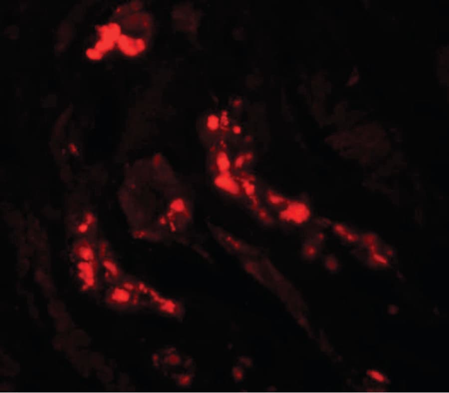 Polyclonal Rabbit anti-Human ATG3 Antibody (IHC, IF, WB)