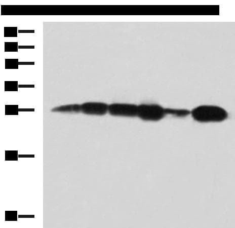 MMAB Antibody