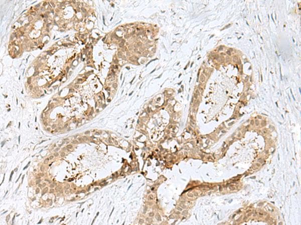 PSMA4 Antibody