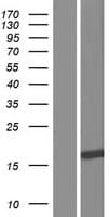 SAP30L Protein (Over-Expression Lysate Myc-DDK (Flag))