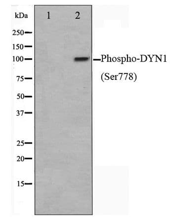 DNM1 / Dynamin Antibody (phospho-Ser778)