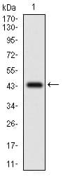 CFLAR / FLIP Antibody (aa100-251, clone 6G11A6)