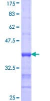 Human FACL2 / ACSL1 Protein (Recombinant GST, N-terminus)