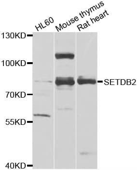 Polyclonal Rabbit anti-Human SETDB2 Antibody (WB)