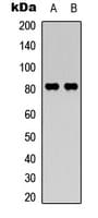 CAPN11 / Calpain 11 Antibody (Internal)