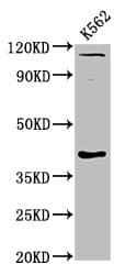 CCNY / Cyclin Y Antibody