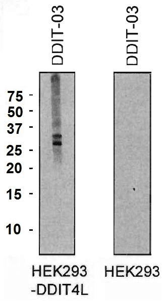 REDD-2 / DDIT4L Antibody (clone DDIT-03)