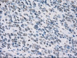 PSMA7 Antibody (clone OTI2A7, Carrier-free)