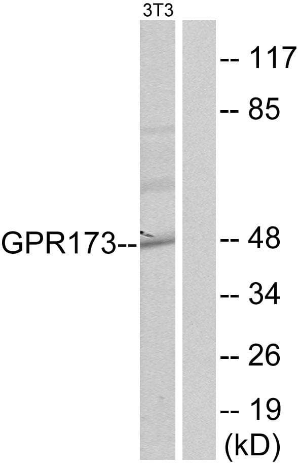 Polyclonal Rabbit anti-Human GPR173 / SREB3 Antibody (WB)