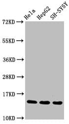 HIST1H3A Antibody