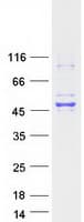 Human MAPK8 / JNK1 Protein (Recombinant Myc-DDK (Flag))