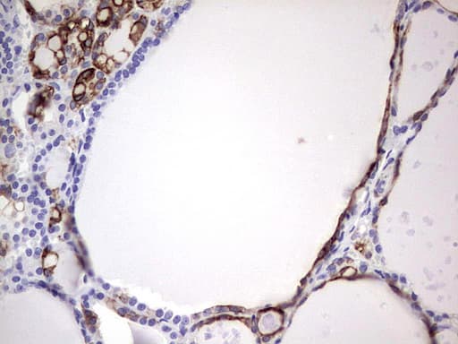 ENKUR Antibody (clone OTI6C10, Carrier-free)