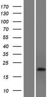 CDRT15 Protein (Over-Expression Lysate Myc-DDK (Flag))