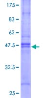 Human RABAC1 Protein (Recombinant GST)