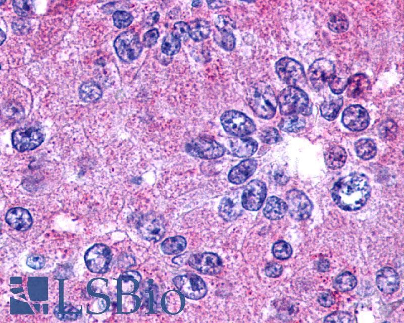 PathPlus™ PTGER2 / EP2 Antibody (N-Terminus)