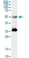 TFEB Antibody (clone S1)